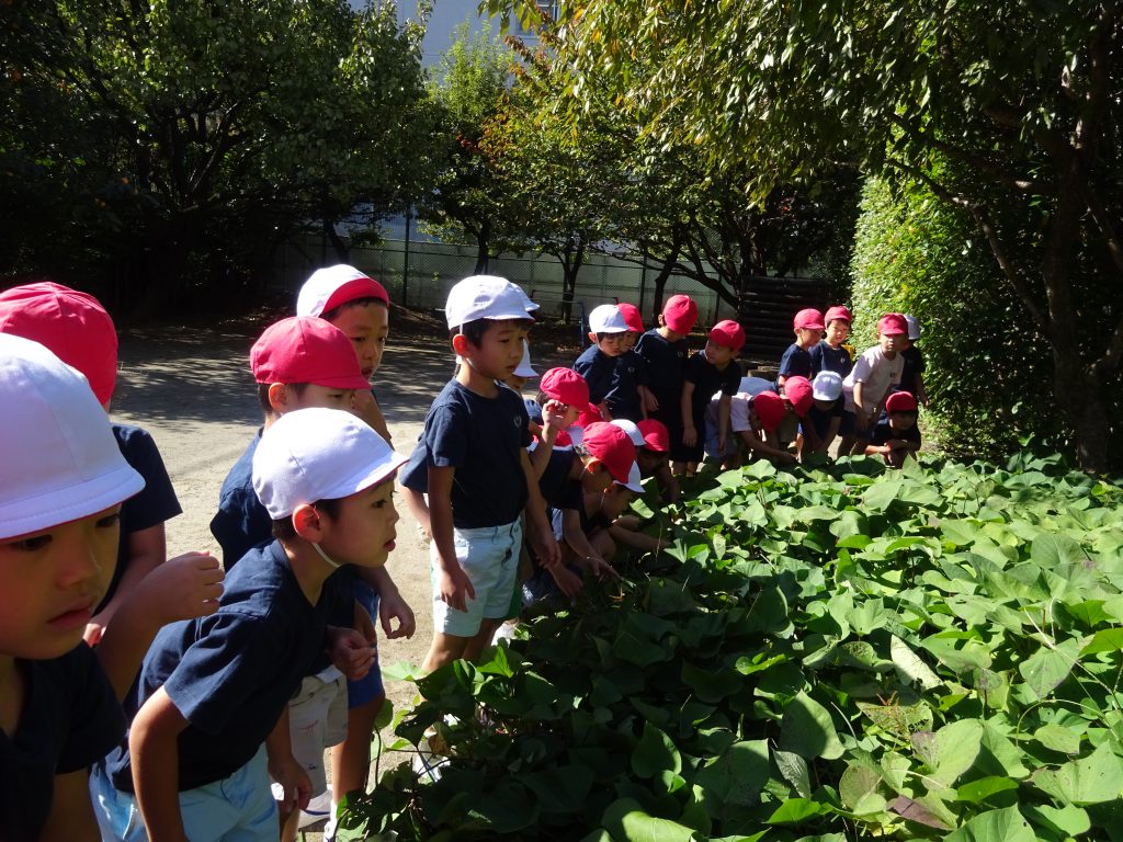 実りの秋 さつまいもの芋づる遊びと収穫 暁星幼稚園 実りの秋 さつまいもの芋づる遊びと収穫 暁星幼稚園